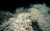 Hvite koraller i Nordsjøen